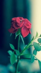 赤い薔薇