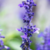 公園の花壇にて