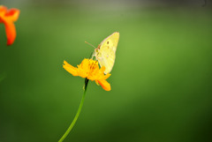 蝶と花