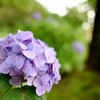 やっぱり紫陽花は…