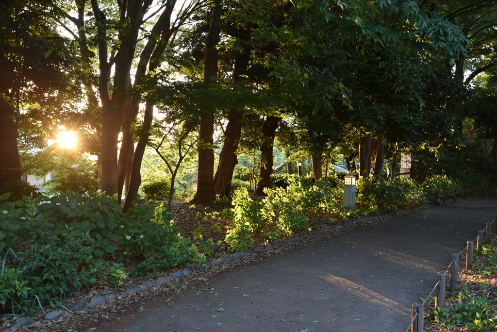 夕方の公園