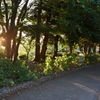 夕方の公園