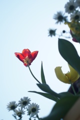 crystal tulip