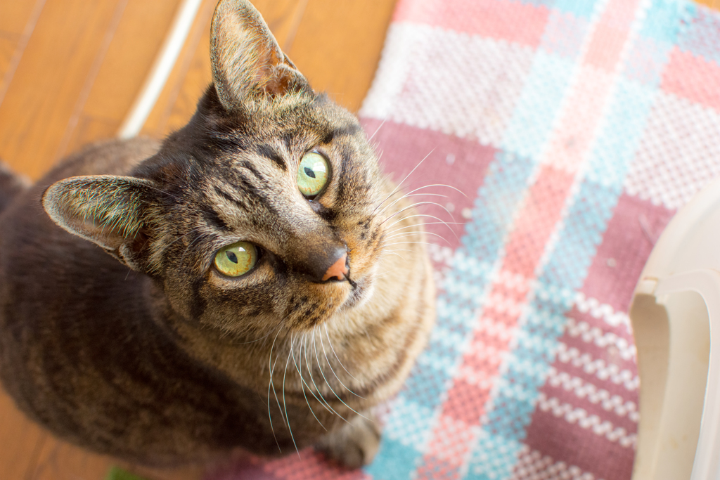 猫