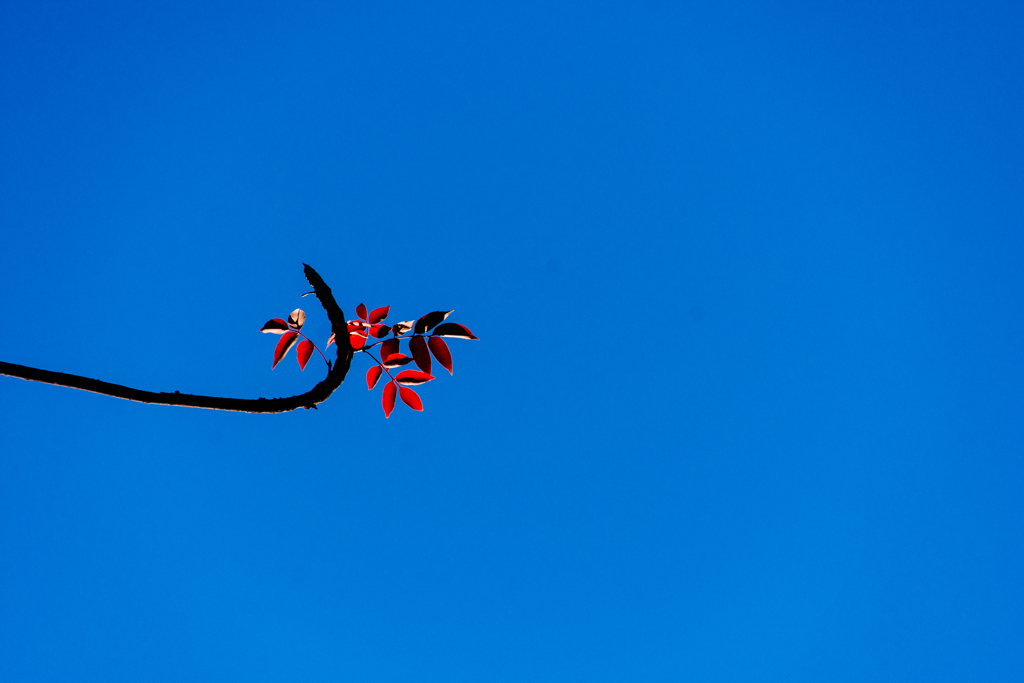 青空と紅葉