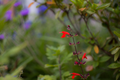 庭の草花_20170610