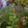 庭の草花_20170610