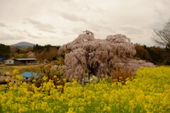 菜の花の向うの滝桜