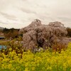 菜の花の向うの滝桜