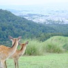 鹿の親子