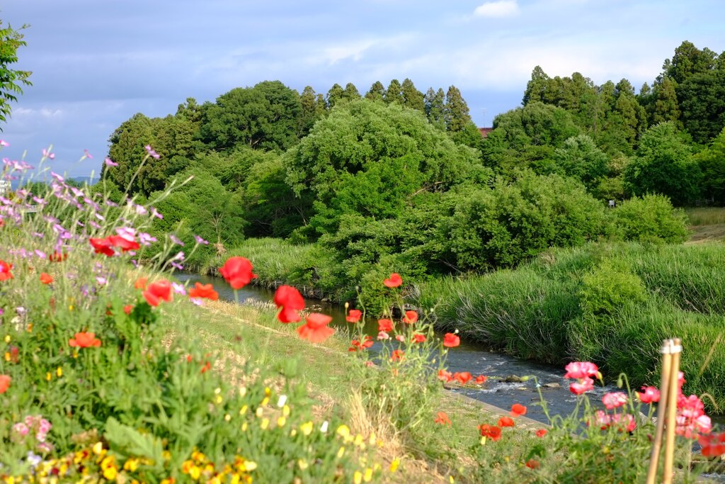 新緑の原風景