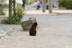 黒猫