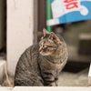 チラッ 2