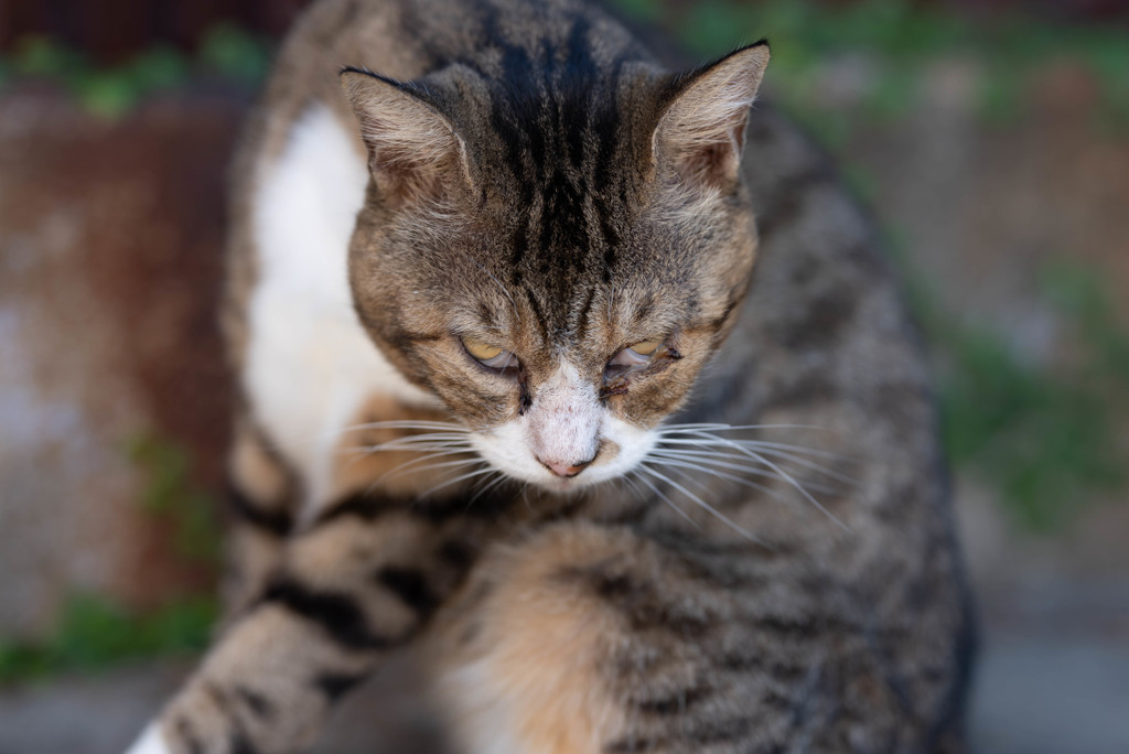 にらみつける By Arumat Id 写真共有サイト Photohito