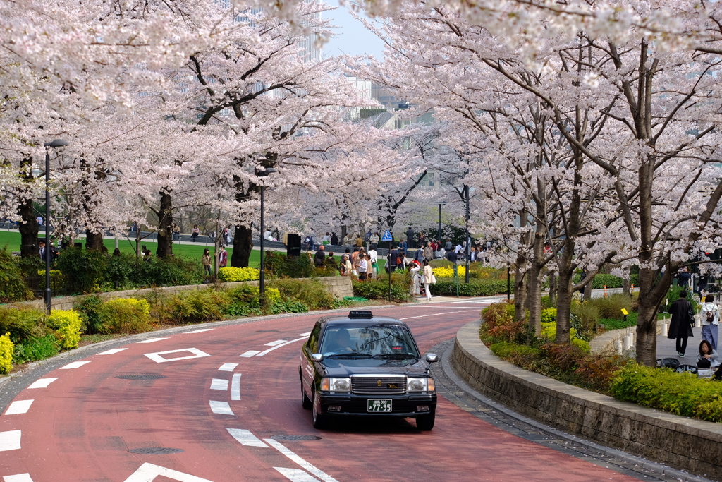 春の道