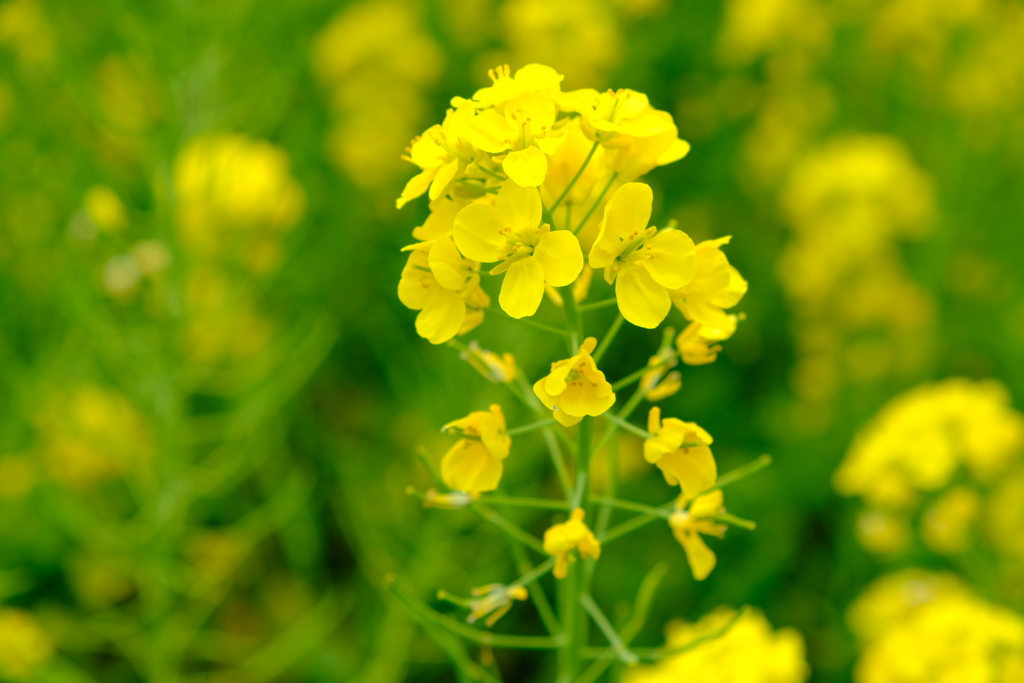 菜の花