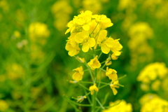 菜の花