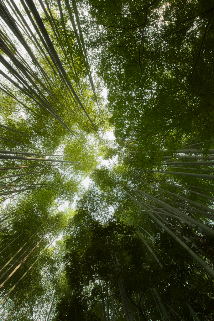 竹林＠嵐山