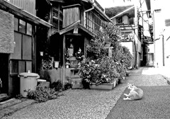 路地で憩う猫　