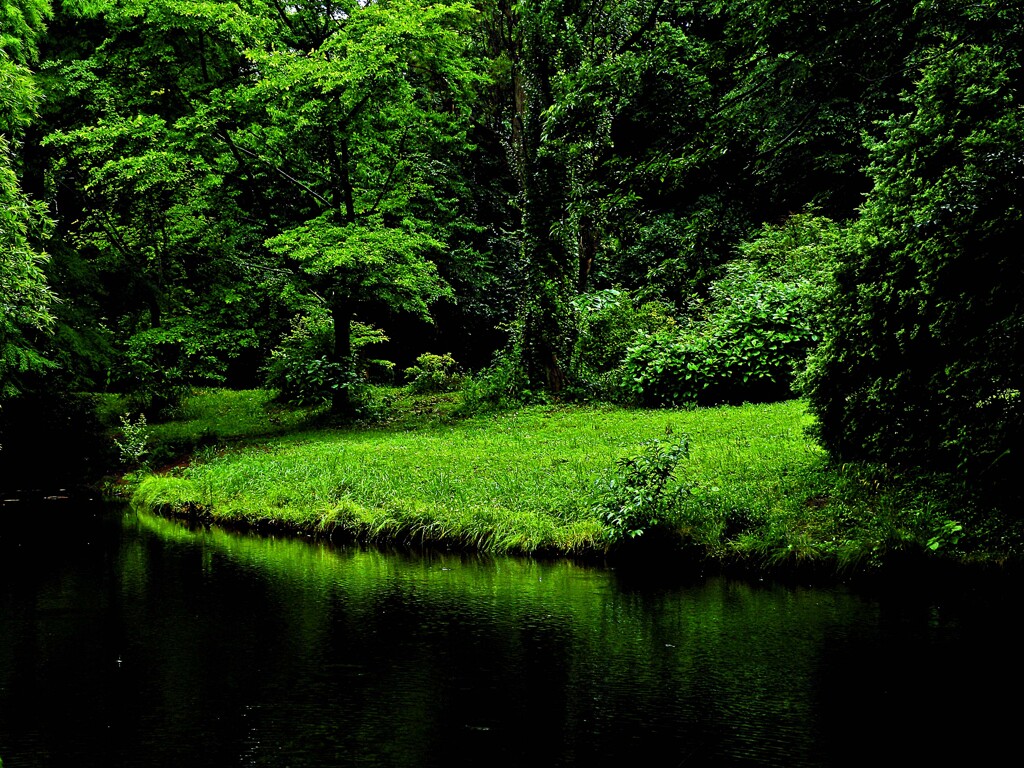 「深緑」 小石川植物園 文京区 東京都　2009年6月