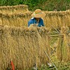 「稲干し」寺家ふるさと村　横浜市　2008年10月