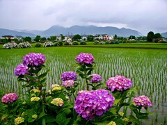 「紫陽花」あじさい農道 足柄上郡開成町 神奈川県　2007年6月