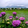 「紫陽花」あじさい農道 足柄上郡開成町 神奈川県　2007年6月