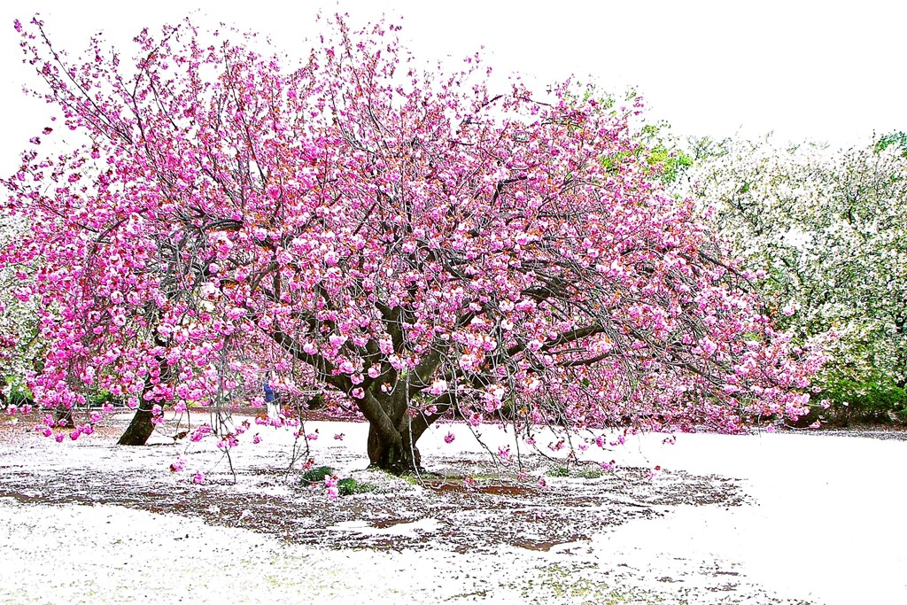 「八重桜」新宿御苑 新宿区 東京都　2008年4月