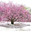 「八重桜」新宿御苑 新宿区 東京都　2008年4月