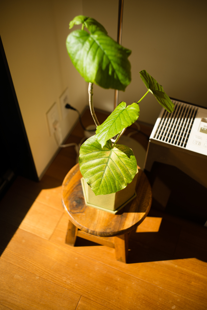 ズマロン2.8 試写