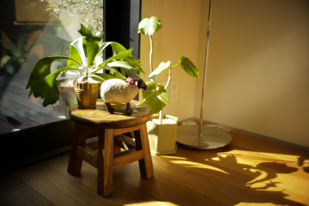 ズミルックス 1st開放