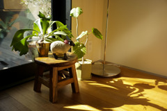 ズミルックス 1st f4