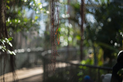 ズミクロン固定の作例　開放