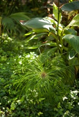 ズミクロン固定の作例　開放