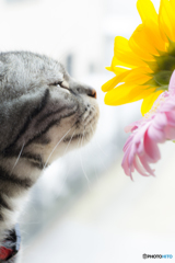 斜め構図の猫と花