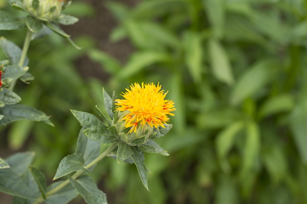ベニバナの花