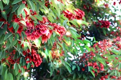 分厚い葉？の謎の木