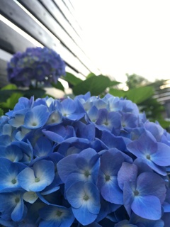 早めの紫陽花