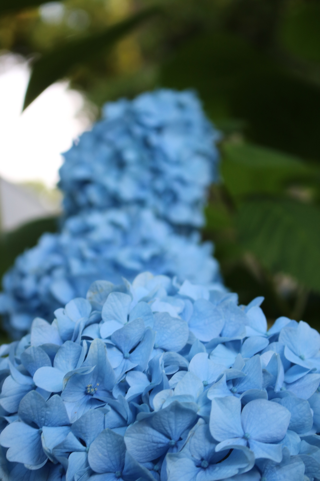 晴れの日の紫陽花