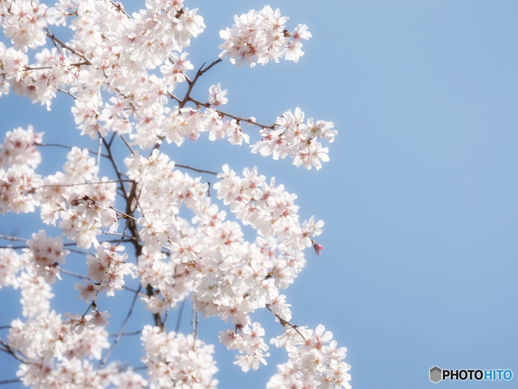 桜満開だなぁ…