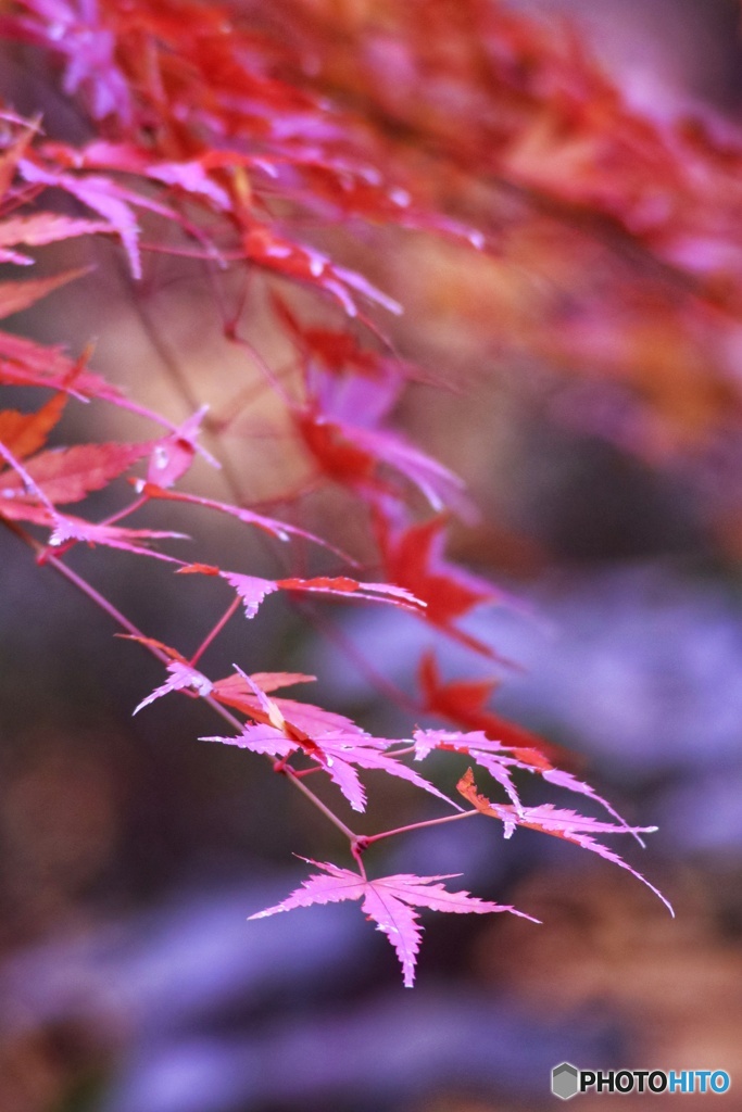 代々木公園撮り歩き