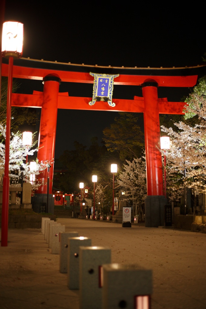 夜桜と富岡八幡
