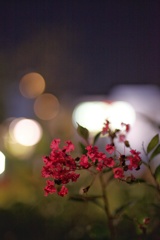夜の花