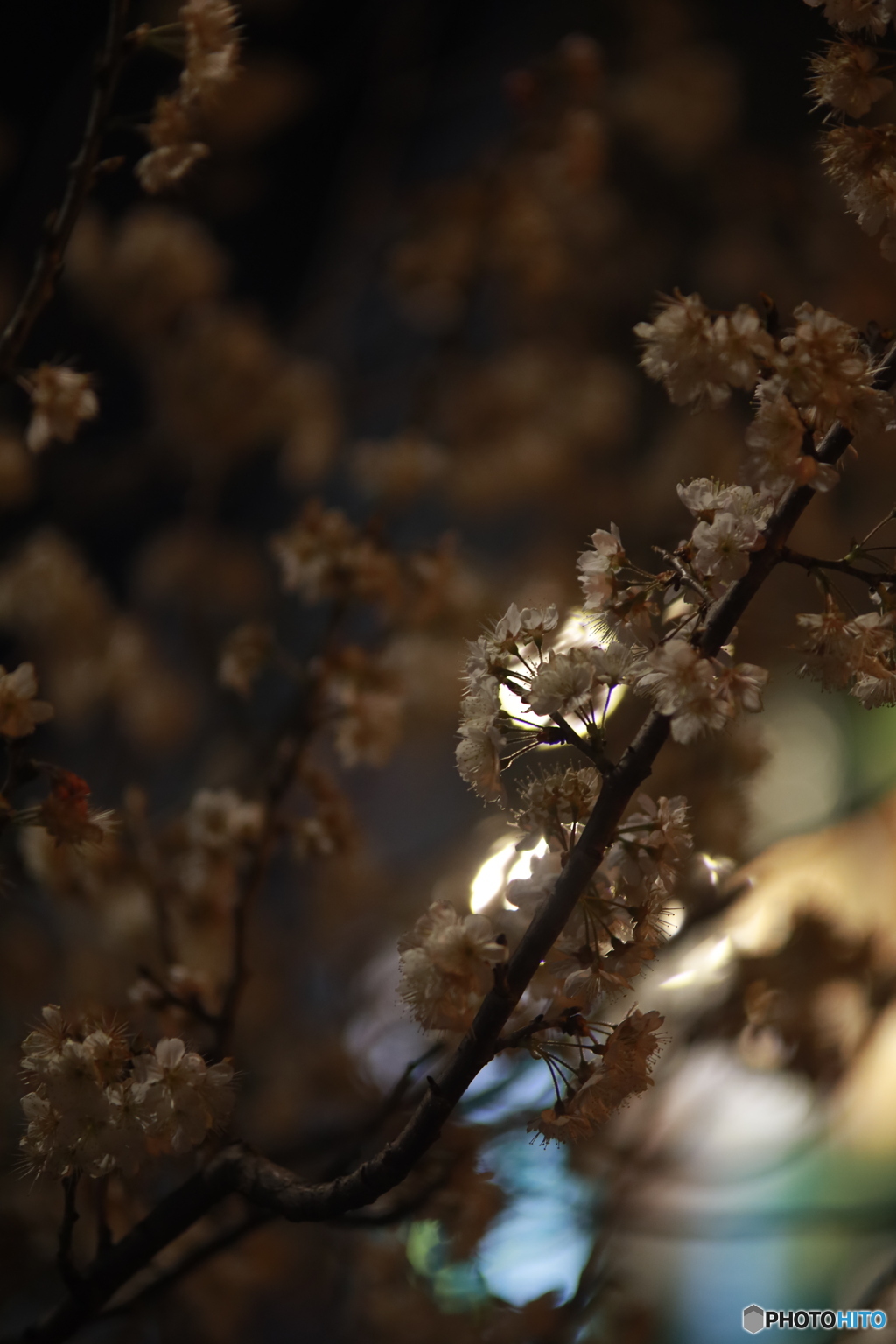 2020年 夜桜その２