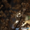 2020年 夜桜その２
