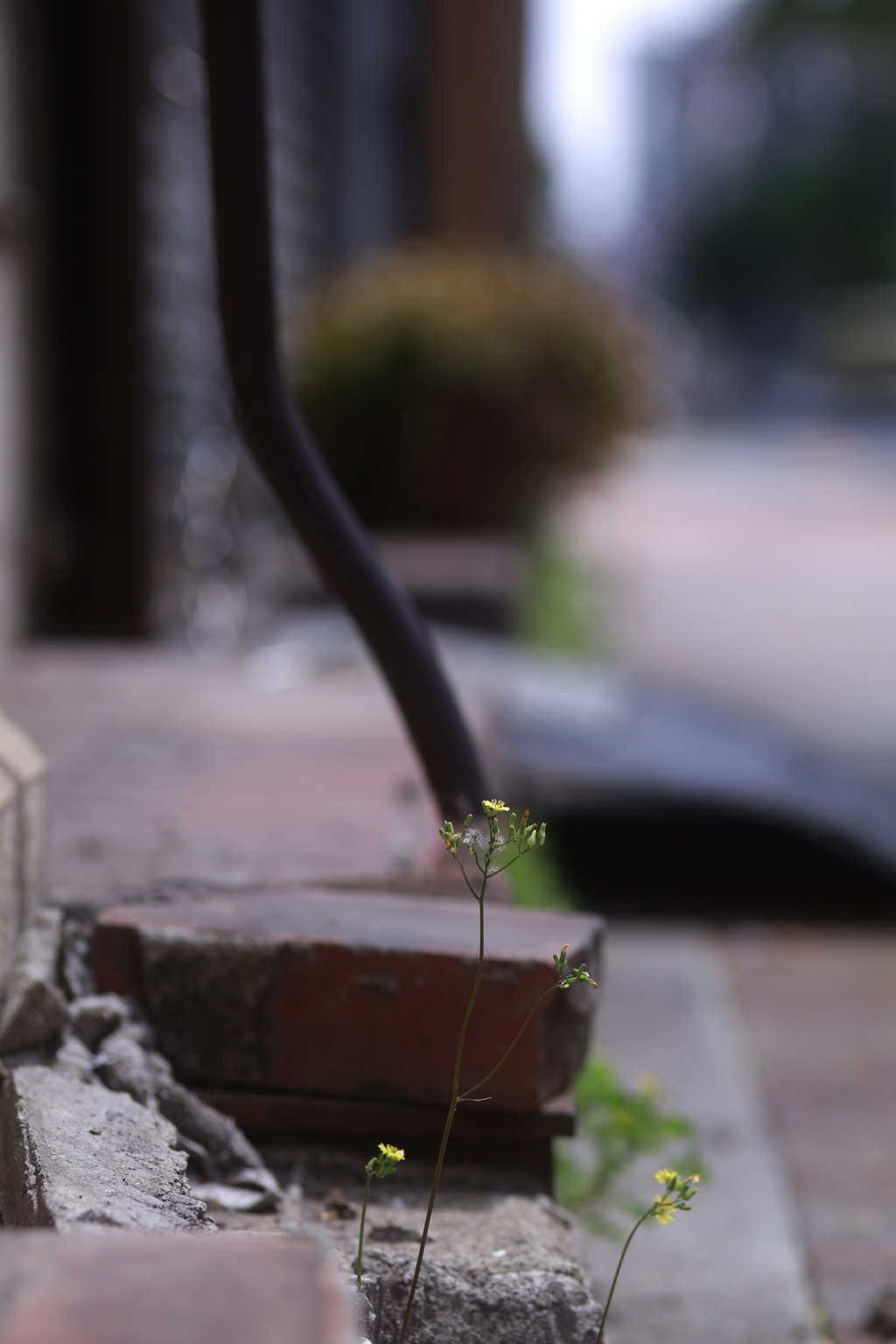 道端の花の見つめる先は･･･