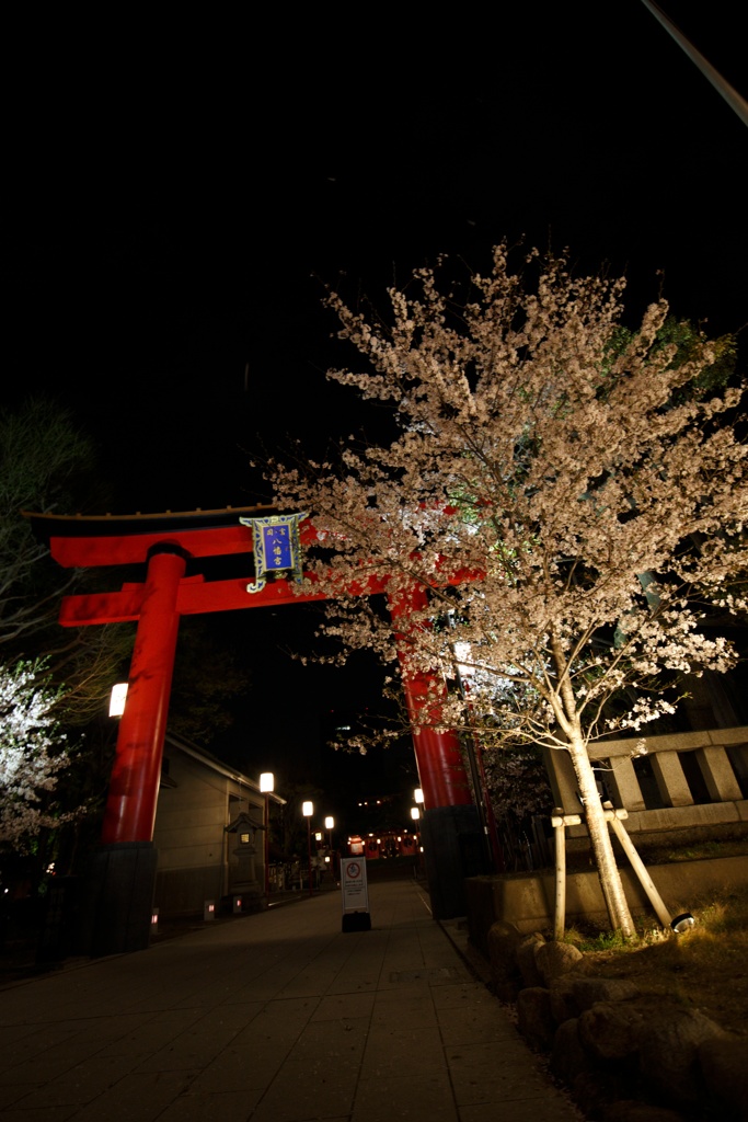 夜の富岡八幡と桜