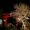 夜の富岡八幡と桜