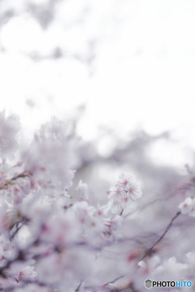 花見2