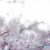 花見2